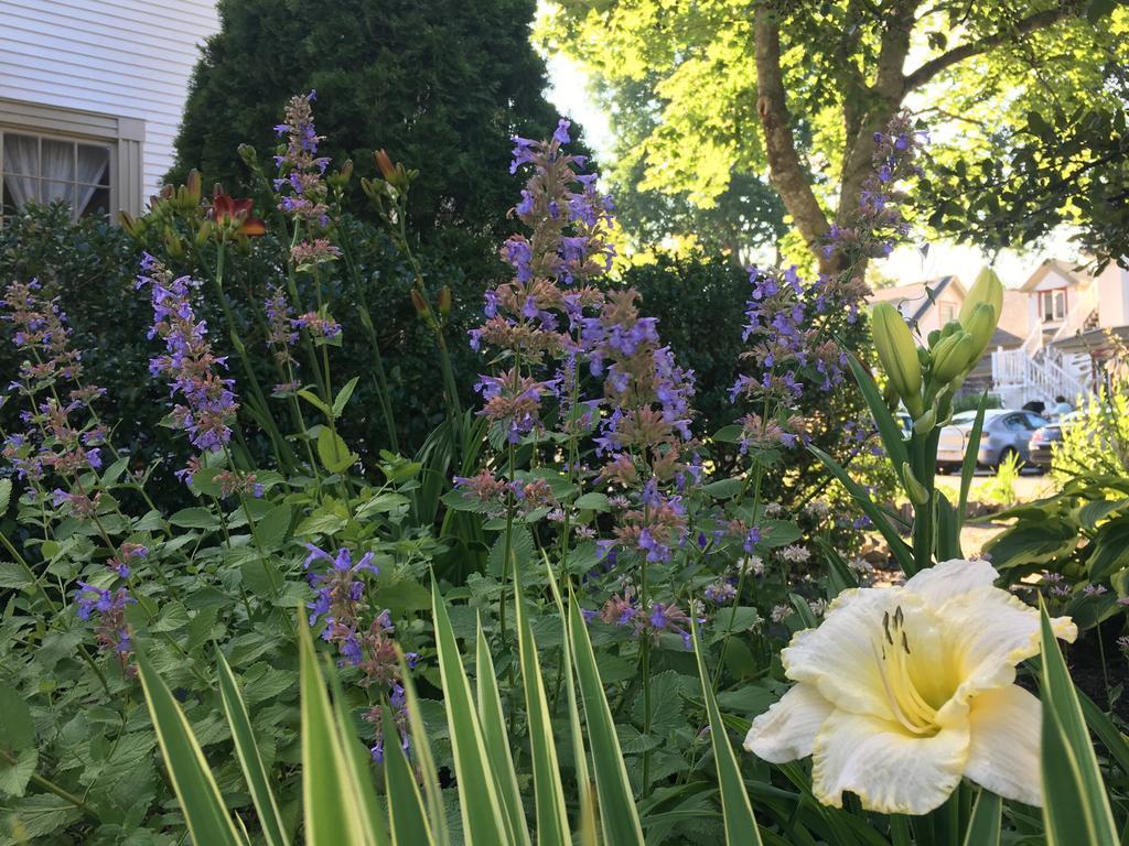 Black Boar Inn Ogunquit Dış mekan fotoğraf